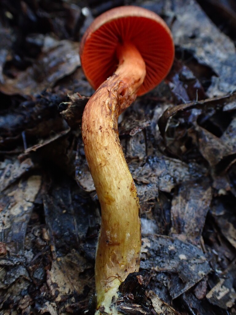 Cortinarius persplendidus · June 2025 · photo: © beau_meister (iNaturalist, cc-by)