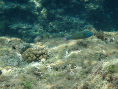 Thalassoma quinquevittatum