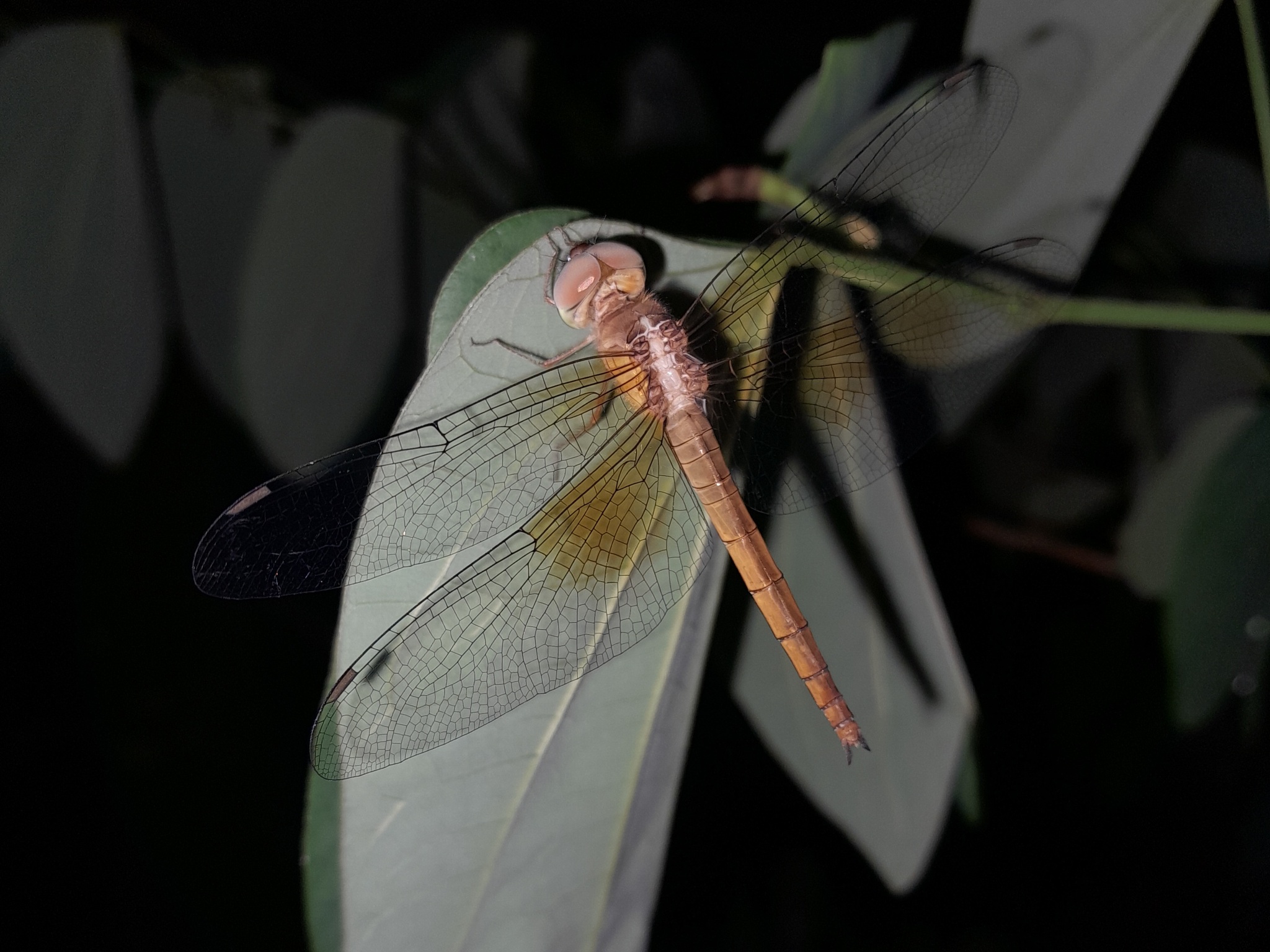 Coral-Tailed Cloudwing