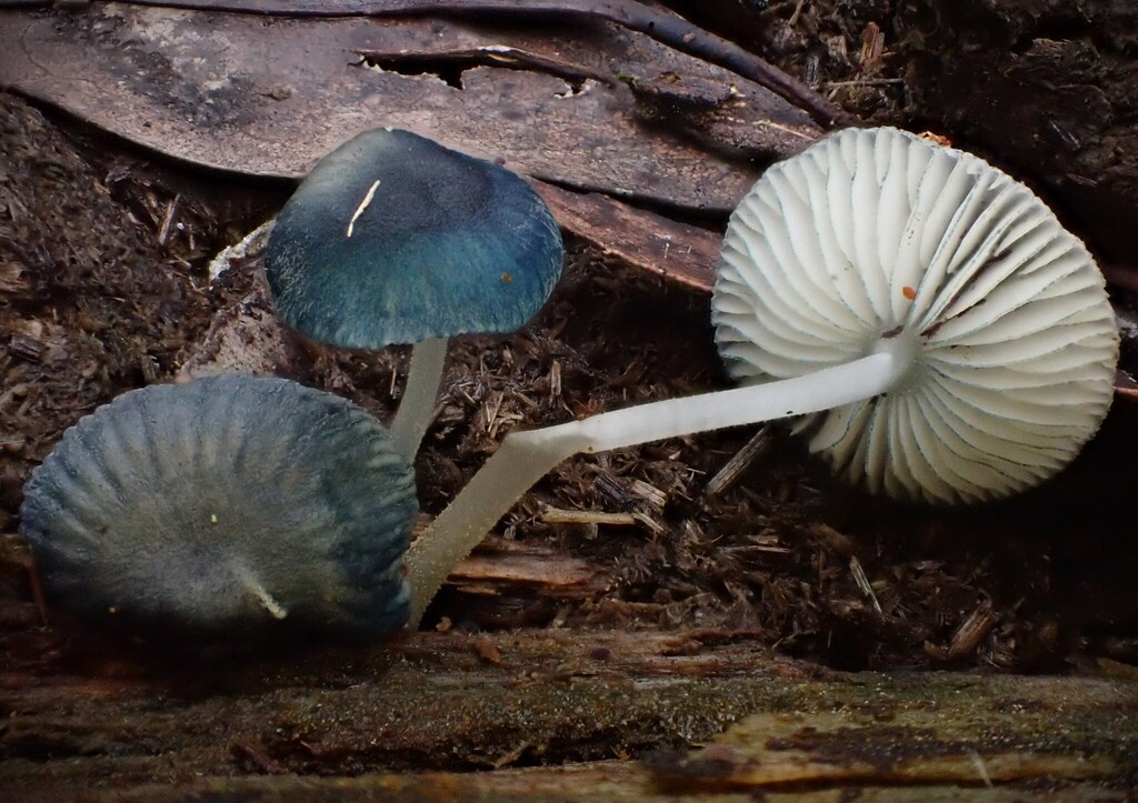 Mycena interrupta · June 2025 · photo: © beau_meister (iNaturalist, cc-by)