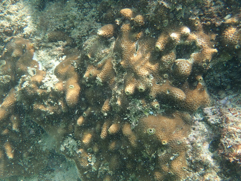 lesser star coral