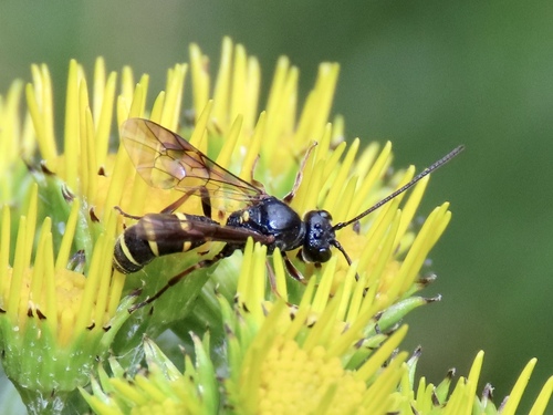 Excavarus apiarius