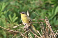 Geothlypis poliocephala