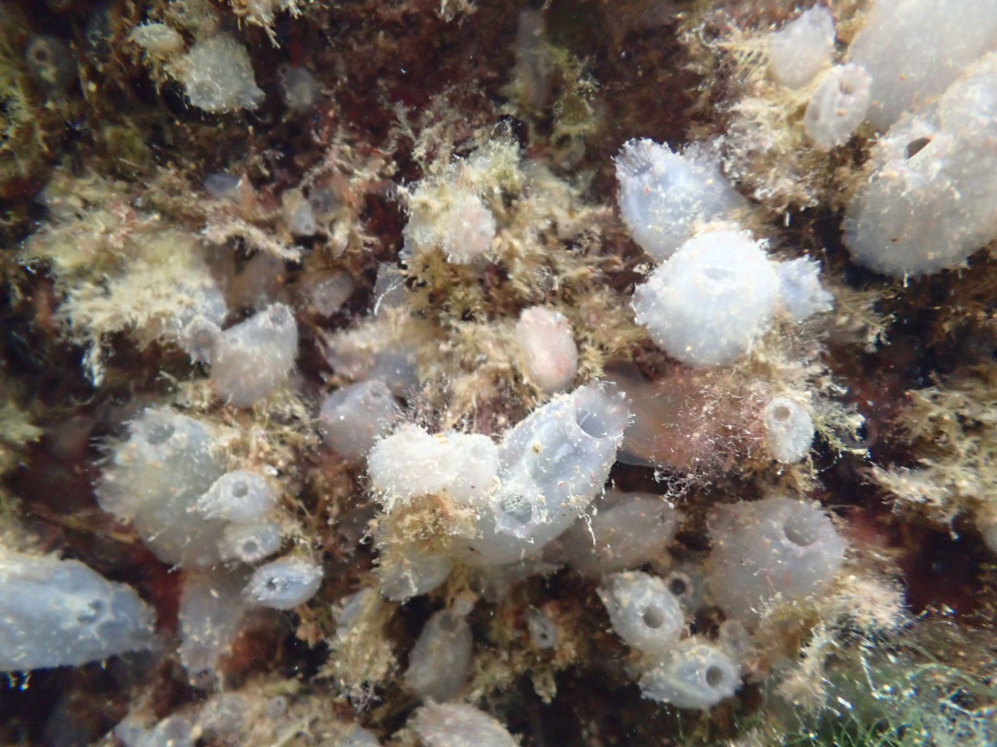 Ascidiella aspersa (Müller, 1776)