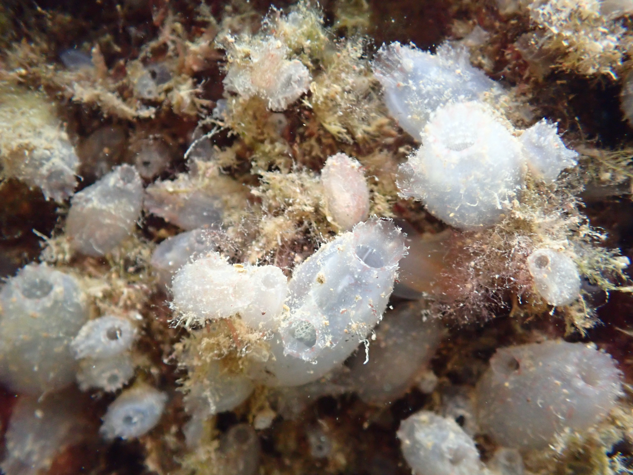 Ascidiella aspersa (Müller, 1776)