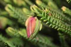 Darwinia carnea