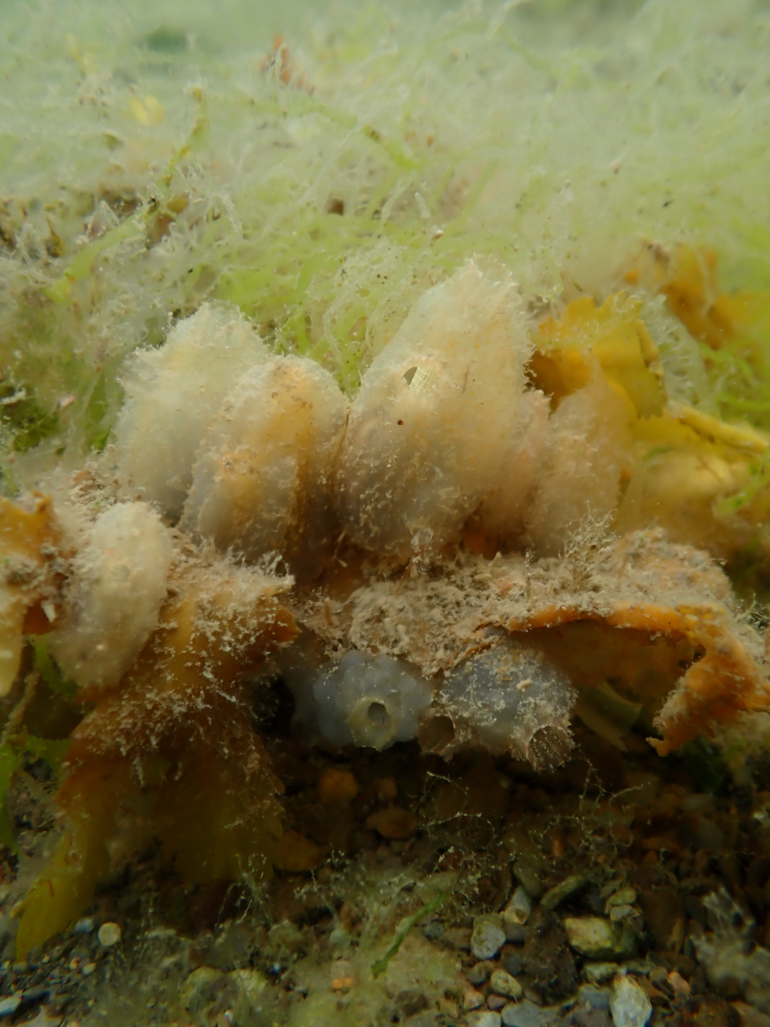 Ascidiella aspersa (Müller, 1776)