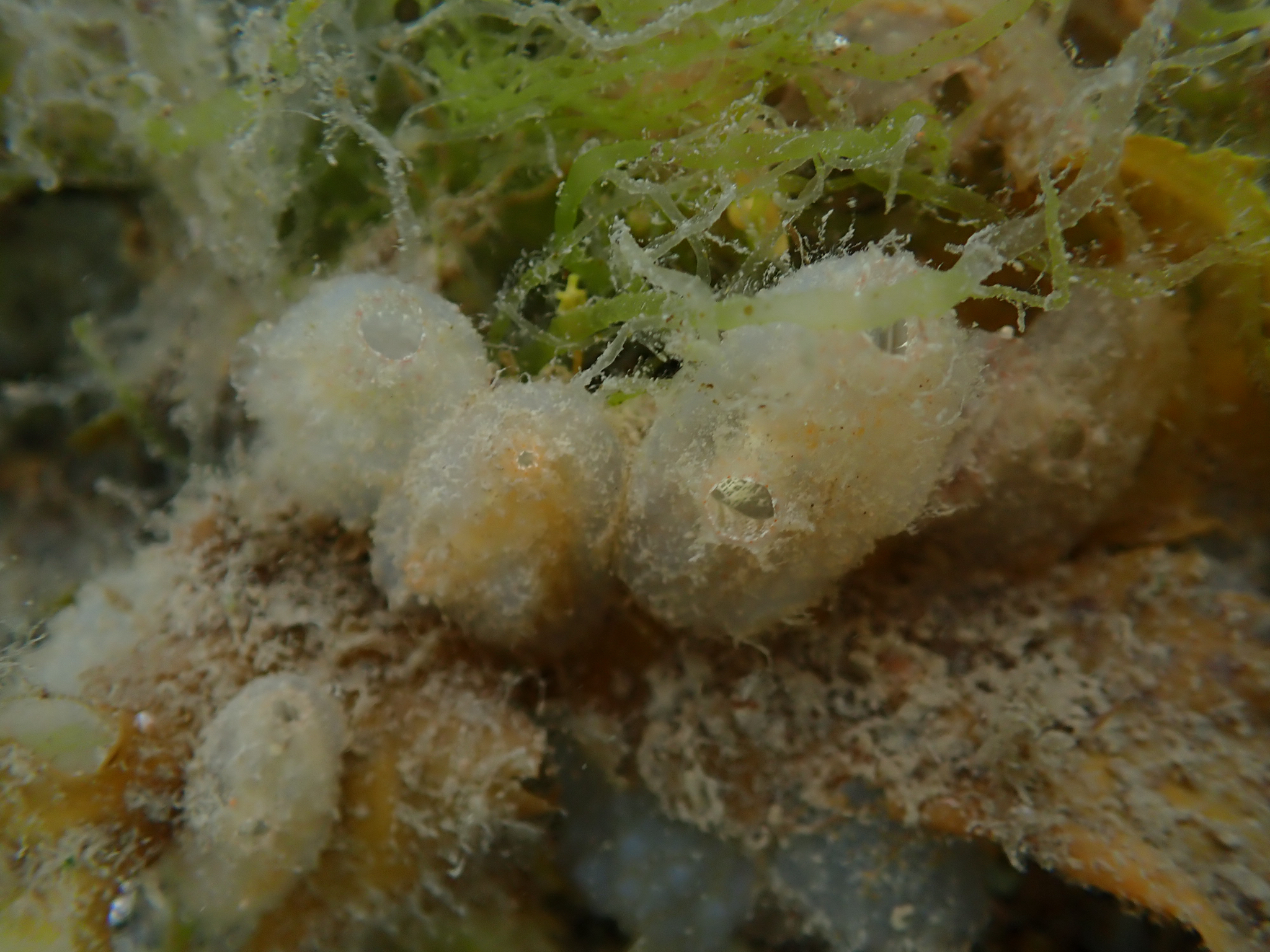 Ascidiella aspersa (Müller, 1776)