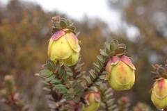 Darwinia collina