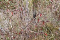 Darwinia hypericifolia