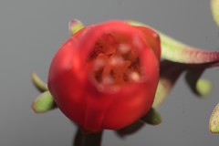 Darwinia hypericifolia