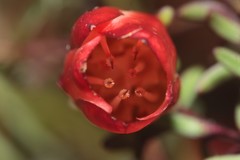 Darwinia hypericifolia
