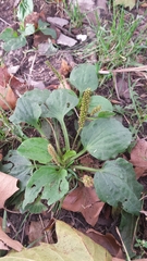 Plantago major