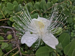 Capparis sandwichiana