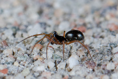 Entelecara acuminata