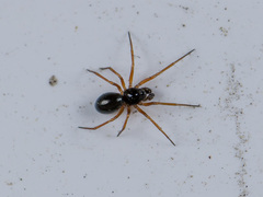 Entelecara acuminata