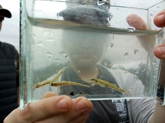 Etheostoma chlorosoma
