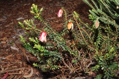 Darwinia macrostegia