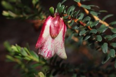 Darwinia macrostegia