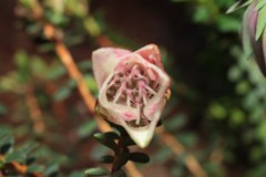 Darwinia macrostegia