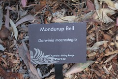 Darwinia macrostegia