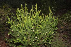 Darwinia meeboldii