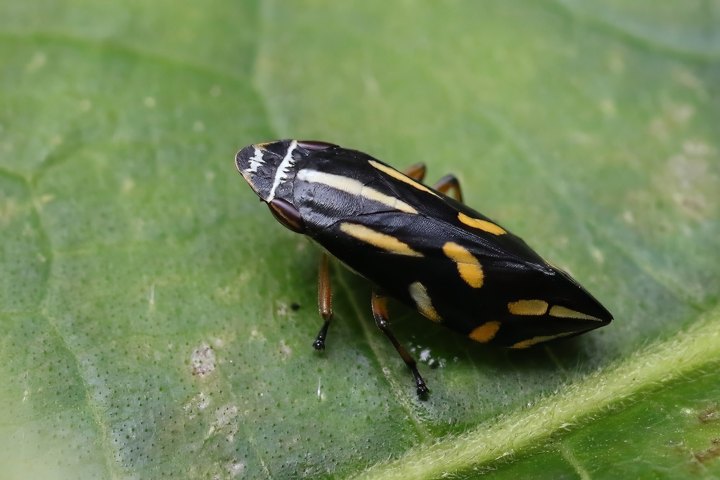 Clovia varia