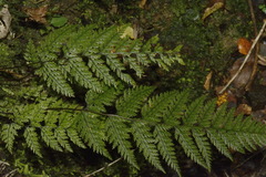 Leptolepia novae-zelandiae