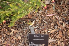 Darwinia oxylepis