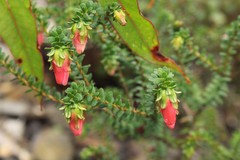 Darwinia squarrosa