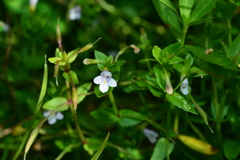 Torenia anagallis