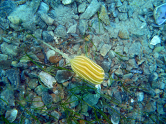 Sycozoa pulchra