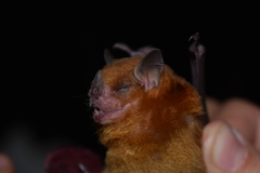 Sturnira parvidens