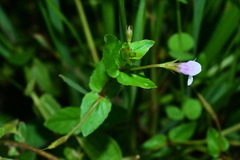 Torenia anagallis