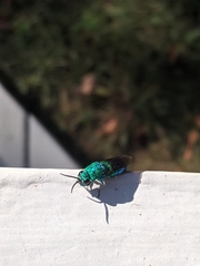 Chrysidoidea