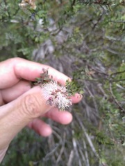 Melaleuca cheelii
