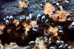 Metatrichia
