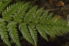 Leptolepia novae-zelandiae