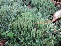 Cladonia subulata