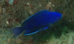 Chrysiptera notialis