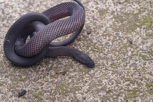 Photo of a Ningshan Odd-scaled Snake (Achalinus ningshanensis)