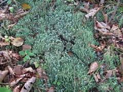 Cladonia subulata