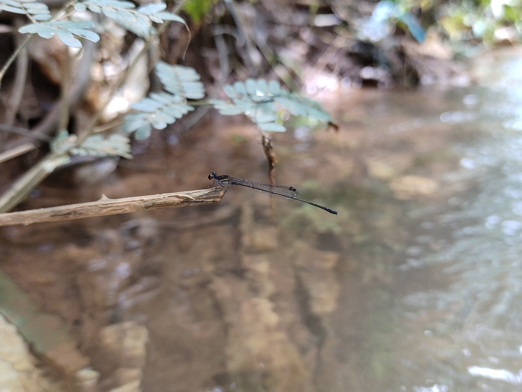 Orange-Striped Threadtail