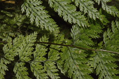 Leptolepia novae-zelandiae