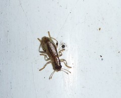 Lemidia aptera