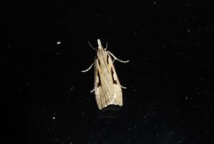 Scoparia rotuella