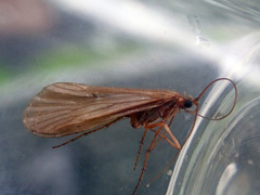 Drusus annulatus