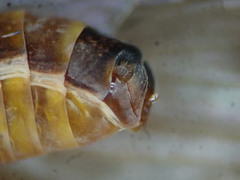 Drusus annulatus