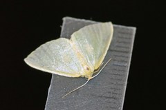 Poecilasthena oceanias