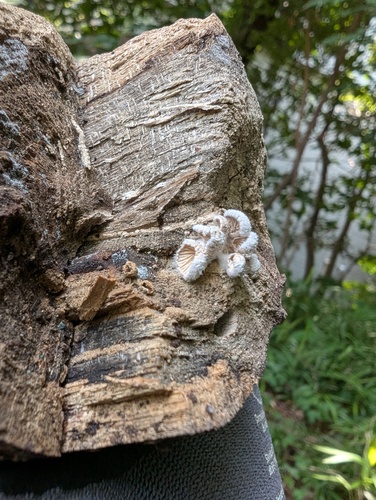 Schizophyllum commune